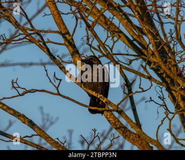 Rook Foto Stock