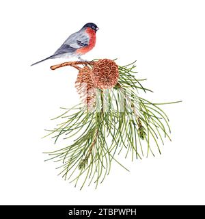 Composizione forestale invernale con rami di pino, uccelli del bue e coni di pino. Elemento di design botanico. Illustrazione acquerello isolata Foto Stock