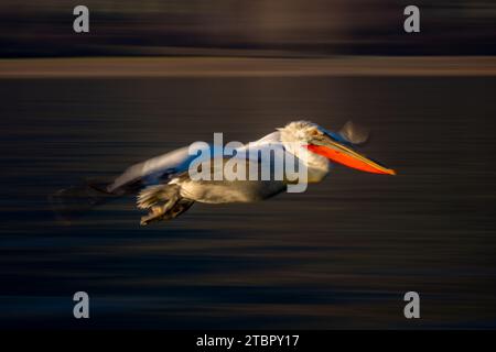 Piatto lento dell'acqua di attraversamento del pellicano dalmata Foto Stock