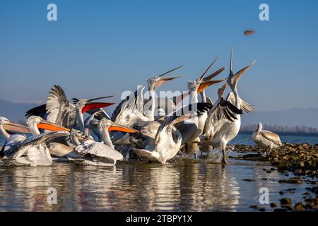 Pellicani che si allungano per catturare pesci nelle acque basse Foto Stock