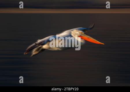 Teglia lenta di pelican che attraversa l'acqua calma Foto Stock