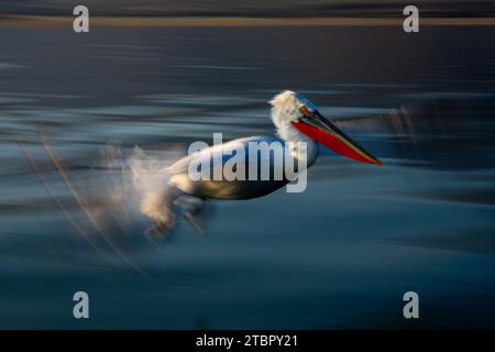 Piano lento di pelican che attraversa il lago calmo Foto Stock