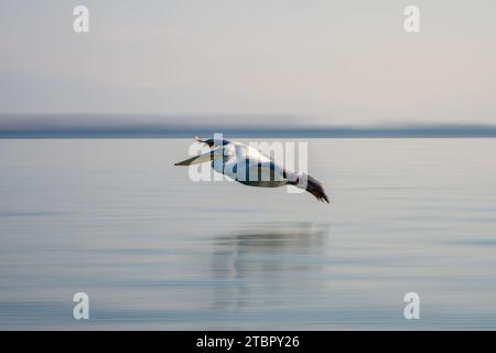 Lento Pan di pellicano che attraversa la laguna blu Foto Stock