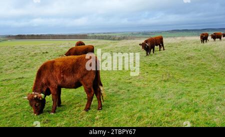 Piccola mandria di bovini giovani - John Gollop Foto Stock