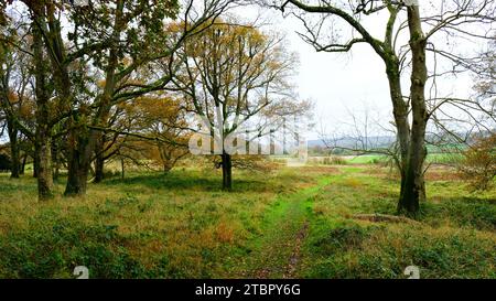 Autumnal Woods - John Gollop Foto Stock