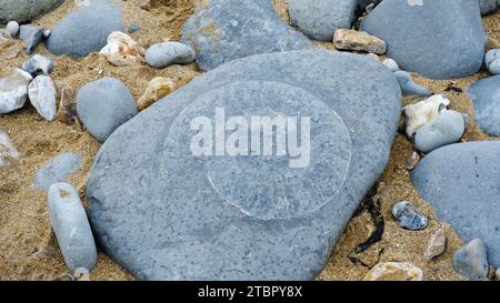 Fossili di ammoniaca trovati sulla spiaggia di Lyme Regis - John Gollop Foto Stock