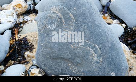 Fossili di ammoniaca trovati sulla spiaggia di Lyme Regis - John Gollop Foto Stock