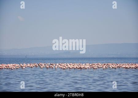 Flamingo. Flamingo Flock. Africa. Kenya. Fenicotteri africani. Lago Nakuru. Foto Stock