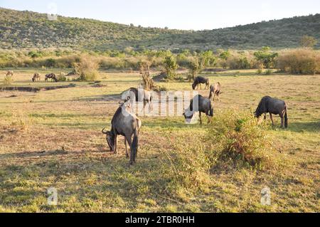 Branco di GNU pascolano a savannah, nel Kenya National Park, in Africa Foto Stock