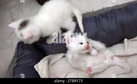 Due gattini turchi Angora Cross di un mese che giocano nel Cat bed Surrey England Foto Stock