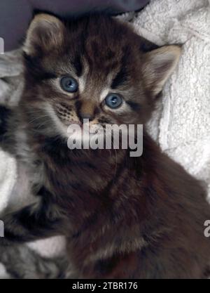 Ritratto One Month Old Turkish Angora Cross Tabby Kitten in Cat Bed Surrey Inghilterra Foto Stock