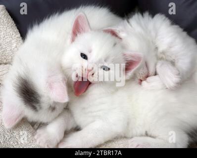 Gattini turchi Angora Cross di un mese nel Cat Bed One sbadiglio Surrey Inghilterra Foto Stock