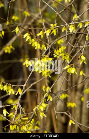 Febbraio, Bush, fioritura, Forsythia, fioritura, inverno, rami, Forsythia giraldiana, Fiori, Giardino Foto Stock