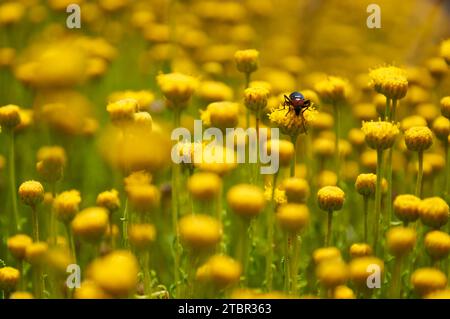 Coleottero con artigli pettinati (Heliotaurus ruficollis) su fiori di cotone lavanda (Santolina chamaecyparissus) (Llíber, Vall de Pop, Marina alta, Alicante, Spagna) Foto Stock