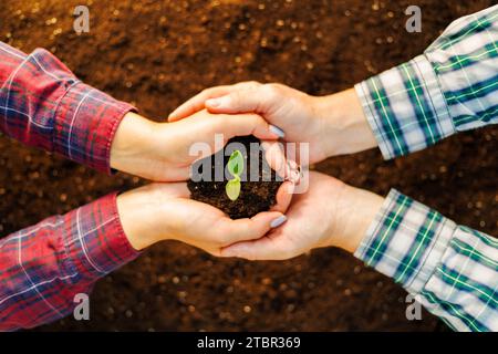 Le mani di donne e uomini insieme che tengono un giovane alberello su un terreno fertile Foto Stock