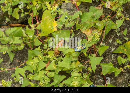 Erbacce miglio al minuto - Persicaria perfoliata Foto Stock