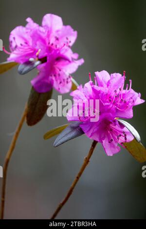 Febbraio, Fiore, Rhododendron dauricum Foto Stock