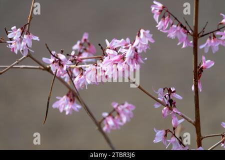 Fioritura, fiorisce sui rami, luce, Forsythia Rosa, Inverno, fioritura, arbusti, Abeliophyllum distichum Foto Stock