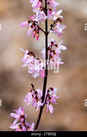 Rosa chiaro fioritura nella pianta invernale l'Abelia coreana fiorisce alla fine di febbraio sui ramoscelli comunemente noti come Forsythia rosa Abeliophyllum distichum 'Roseum' Foto Stock