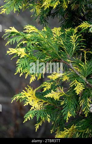 Nootka Cypress, Chamaecyparis nootkatensis "Aureovariegata" Foto Stock