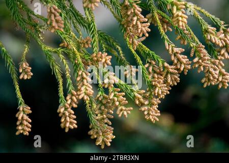 Cryptomeria japonica, inverno, cedro giapponese, coni Cryptomeria japonica "Hungarian Gold" coni maschi per primo piano Foto Stock