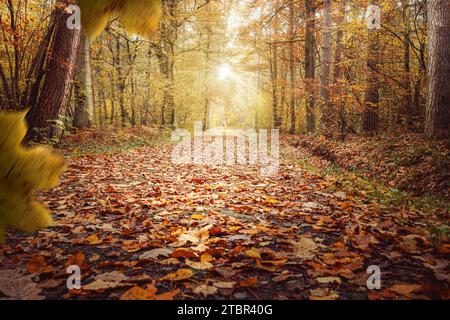 Path in the forest in autumn with trees and leaves and a bright sunshine Foto Stock