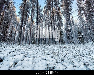 Foresta invernale innevata con pini e abeti rossi in Svezia. Foto Stock