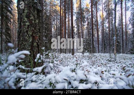 Foresta invernale innevata con pini e abeti rossi in Svezia. Foto Stock