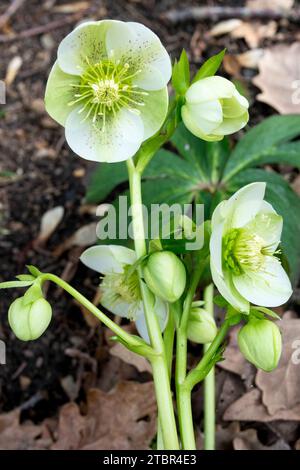 Helleborus orientalis, bianco, Hellebore, Fiore nel giardino, Inverno, fioritura Foto Stock