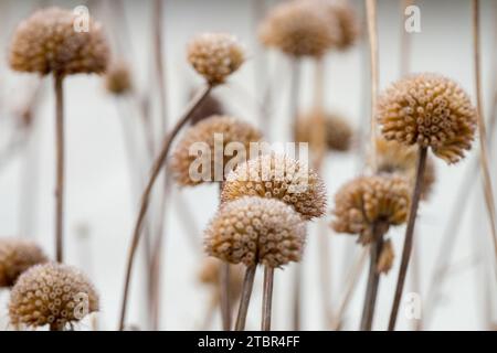 Secchi, teste di semi, Monarda, teste di semi, steli, semi, Deadheads, piante, Giardino, Inverno, semi di piante, perenni Foto Stock