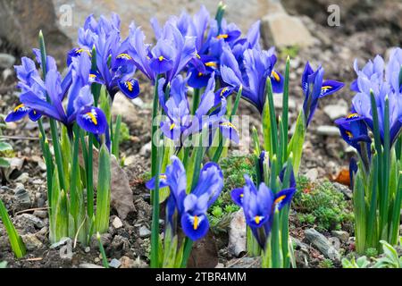 Fioritura, Iris in giardino, Inverno, Fiori, Blu, Iris "Harmony" reticolato Iris Foto Stock