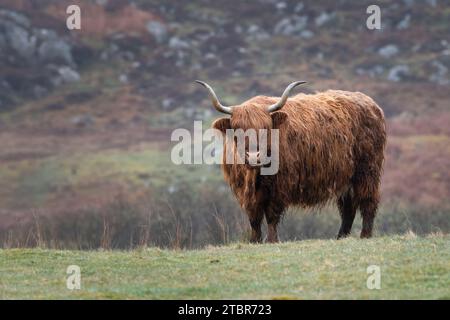 Mucca delle Highland sulla brughiera, in Scozia Foto Stock