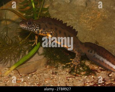 Particolare primo piano su un maschio riproduttore italiano crested newt, Triturus carnifex sott'acqua Foto Stock