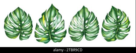 Acquerello foglie tropicali di monstera. Foglie di monstera tropicale isolate disegnate a mano su sfondo bianco. Foglie per disegnare tessuti, carte, inviti Foto Stock