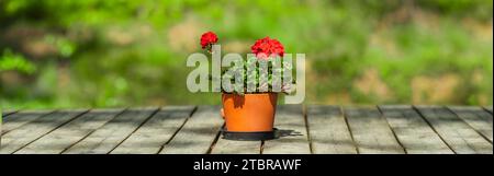 Gerani un vaso di fiori su un tavolo di legno su sfondo sfocato Foto Stock