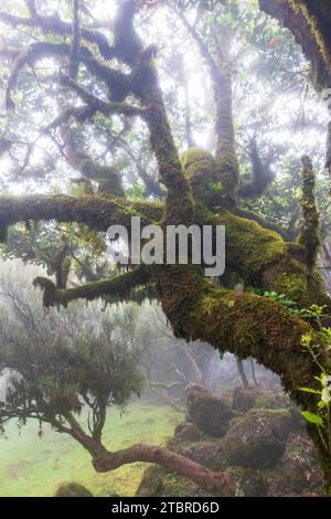 Foresta di alloro nella nebbia, foresta delle fate, Fanal, Madera, Portogallo, Europa Foto Stock