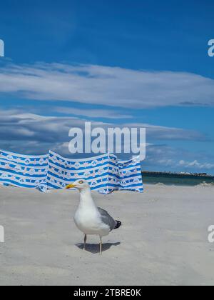 Un gabbiano si erge sulla spiaggia sabbiosa di fronte al cielo blu di Prerow, Mar Baltico, penisola di Fischland-Darß-Zingst, Meclemburgo-Pomerania occidentale, Germania Foto Stock