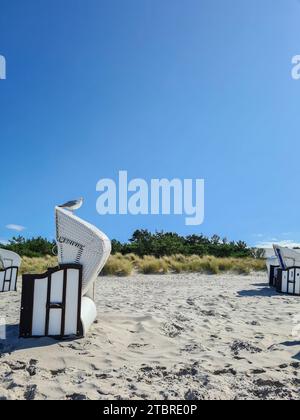 Un gabbiano siede su una sdraio di fronte a un cielo blu a Prerow, Mar Baltico, penisola di Fischland-Darß-Zingst, Meclemburgo-Pomerania occidentale, Germania Foto Stock