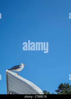 Un gabbiano siede su una sdraio di fronte a un cielo blu a Prerow, Mar Baltico, penisola di Fischland-Darß-Zingst, Meclemburgo-Pomerania occidentale, Germania Foto Stock