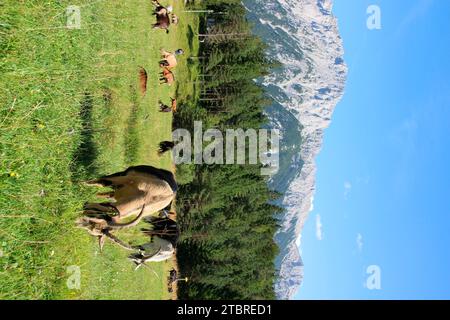 Capre sul prato di montagna di fronte ai monti Karwendel, razza di capra di montagna Passeier in primo piano, mandria di capre, pascolo, bordo di foresta, Germania, Baviera, alta Baviera, Mittenwald Foto Stock