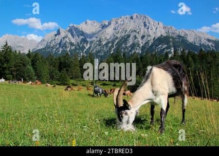 Capre sul prato di montagna di fronte ai monti Karwendel, capra pavone in primo piano, mandria di capre, pascolo, confine di foresta, Germania, Baviera, alta Baviera, Mittenwald Foto Stock