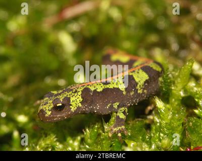 Primo piano dettagliato su un giovane novellino francese marmorizzato, Triturus marmoratus seduto sul muschio verde Foto Stock