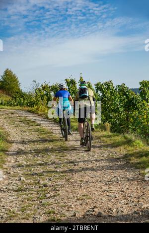 Due ciclisti in strada nei vigneti di Mehringer. Foto Stock