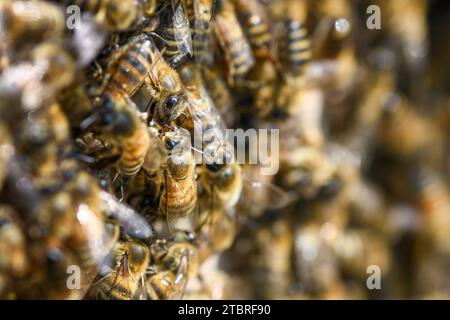 Api da miele occidentali, alveare Foto Stock