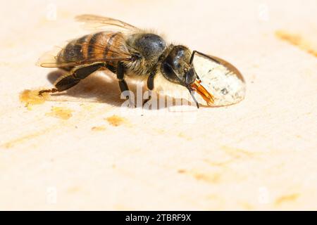 Ape miele occidentale, Apis mellifera che beve da una goccia d'acqua Foto Stock