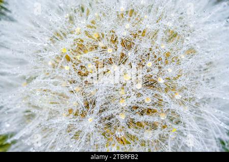 Comune di tarassaco, Taraxacum officinale Foto Stock