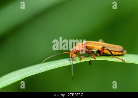 Comune soldato rosso beetle, Rhagonycha fulva Foto Stock