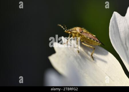 sloe Shield bug, Dolycoris baccarum Foto Stock