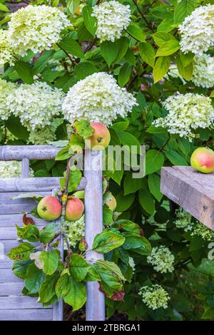 Giardino all'inizio dell'autunno con posto a sedere sotto un ortensia, mele Foto Stock