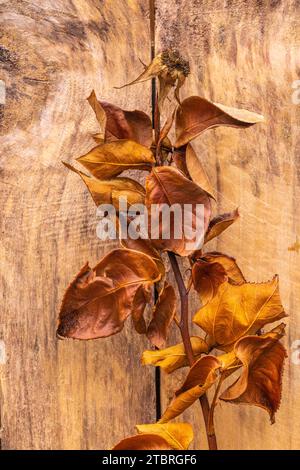 Rosa secca su fondo di legno Foto Stock